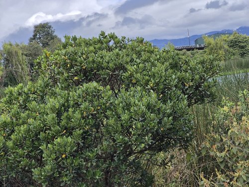 Sara Valentina Blanco Vanegas, nominada en ePOP