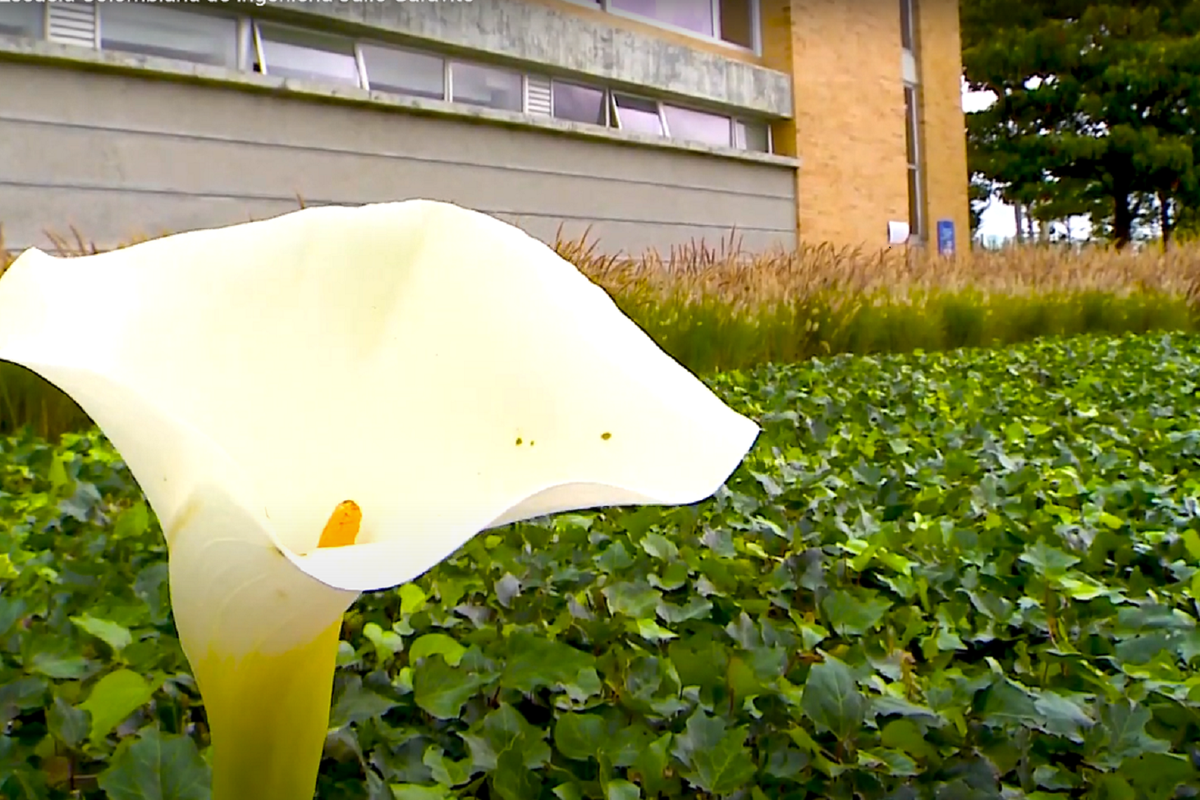 FLORCAMPUS.png