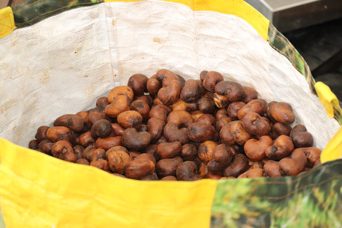 Máquina para marañones Escuela Ing (11)