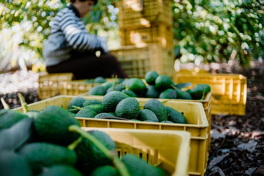 aguacate.jpg
