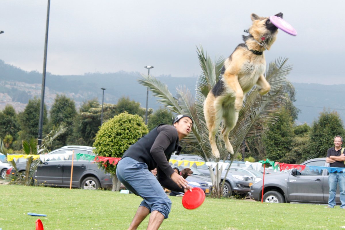 eciciencia 35 PERRO.jpg