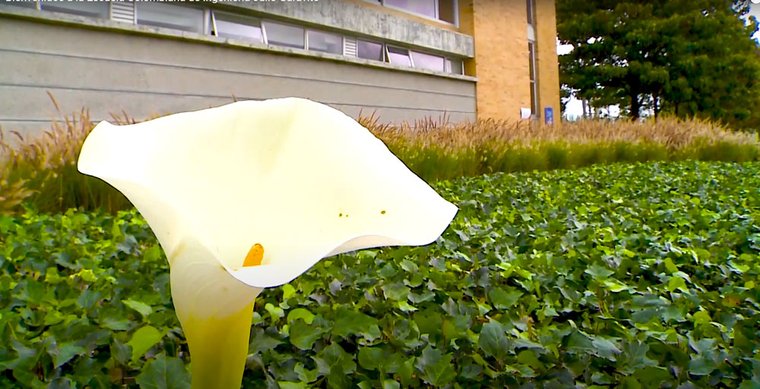 Flora en la Universidad