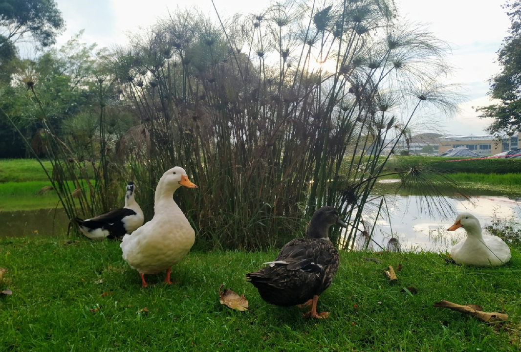 Patos