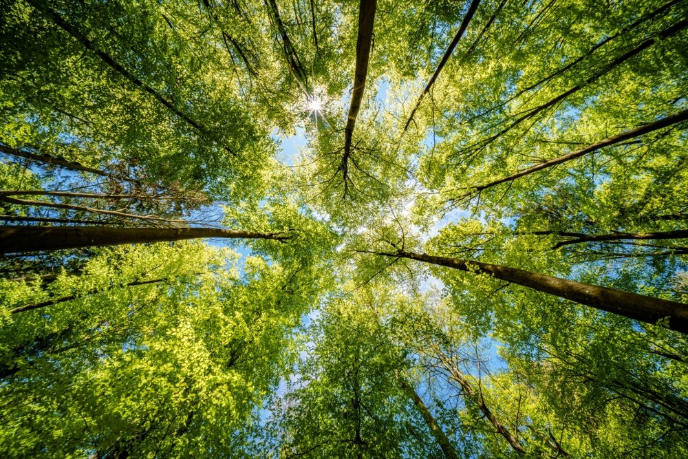 shutterstock_2455263017