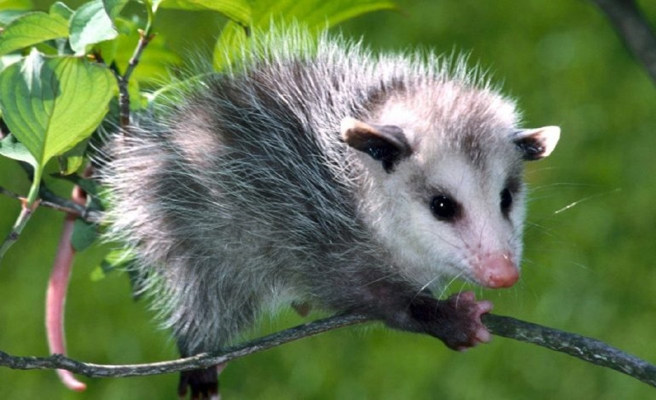 zarigueya2.jpg