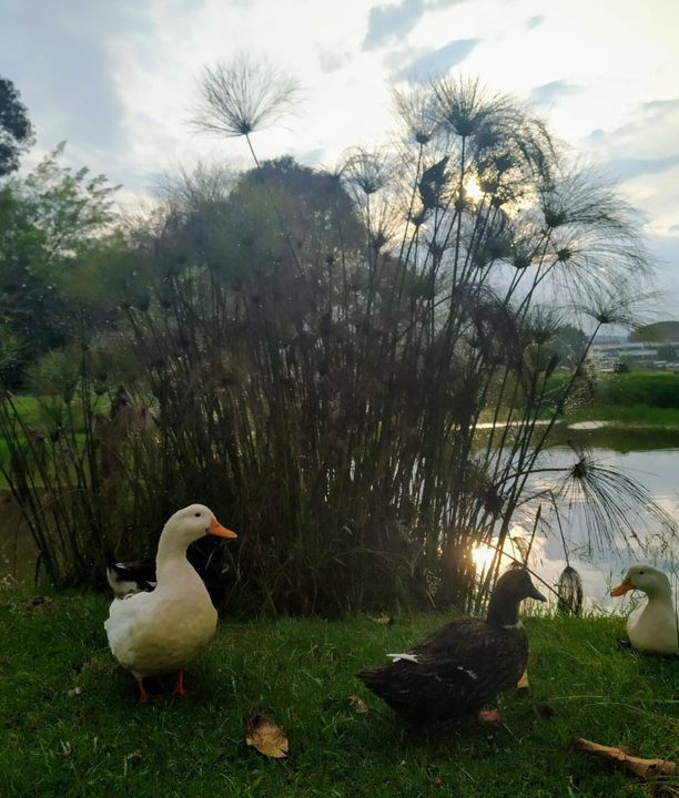 Patos