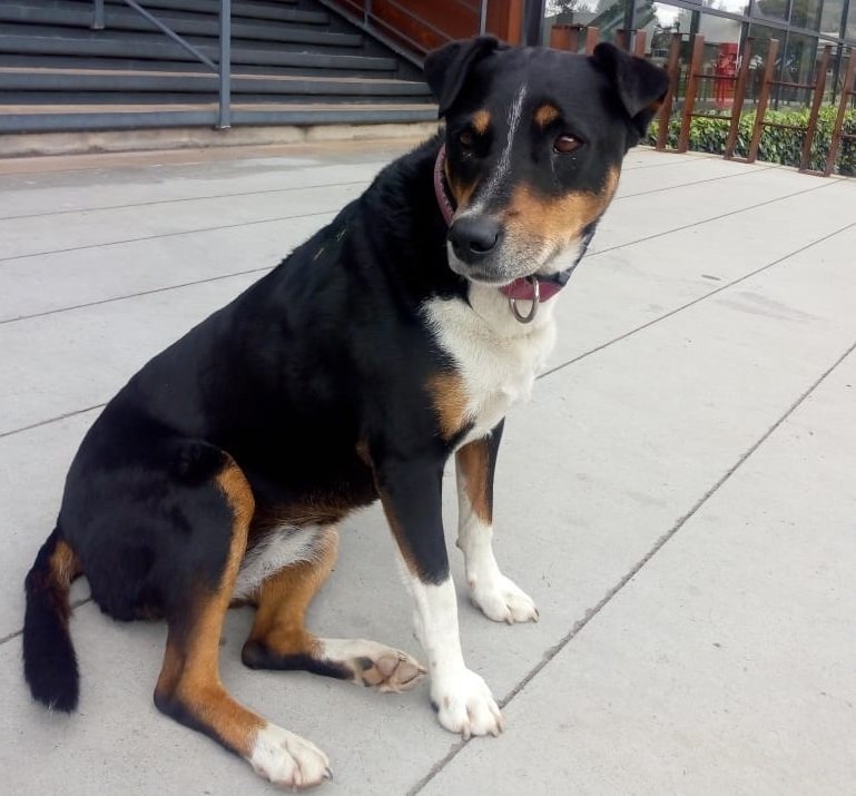 perro.jpg